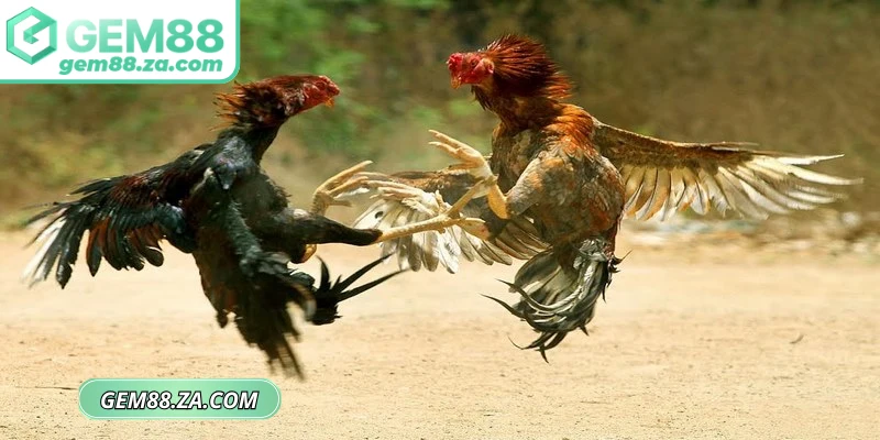 Bí quyết chơi hay tại sản phẩm đá gà GEM88