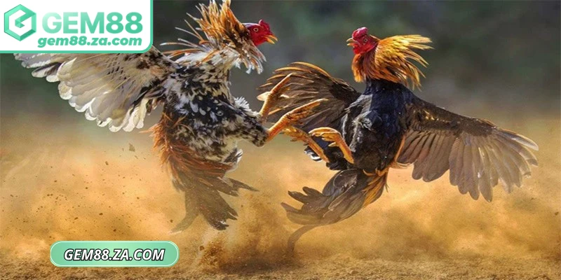 Các loại hình thức cược đá gà GEM88
